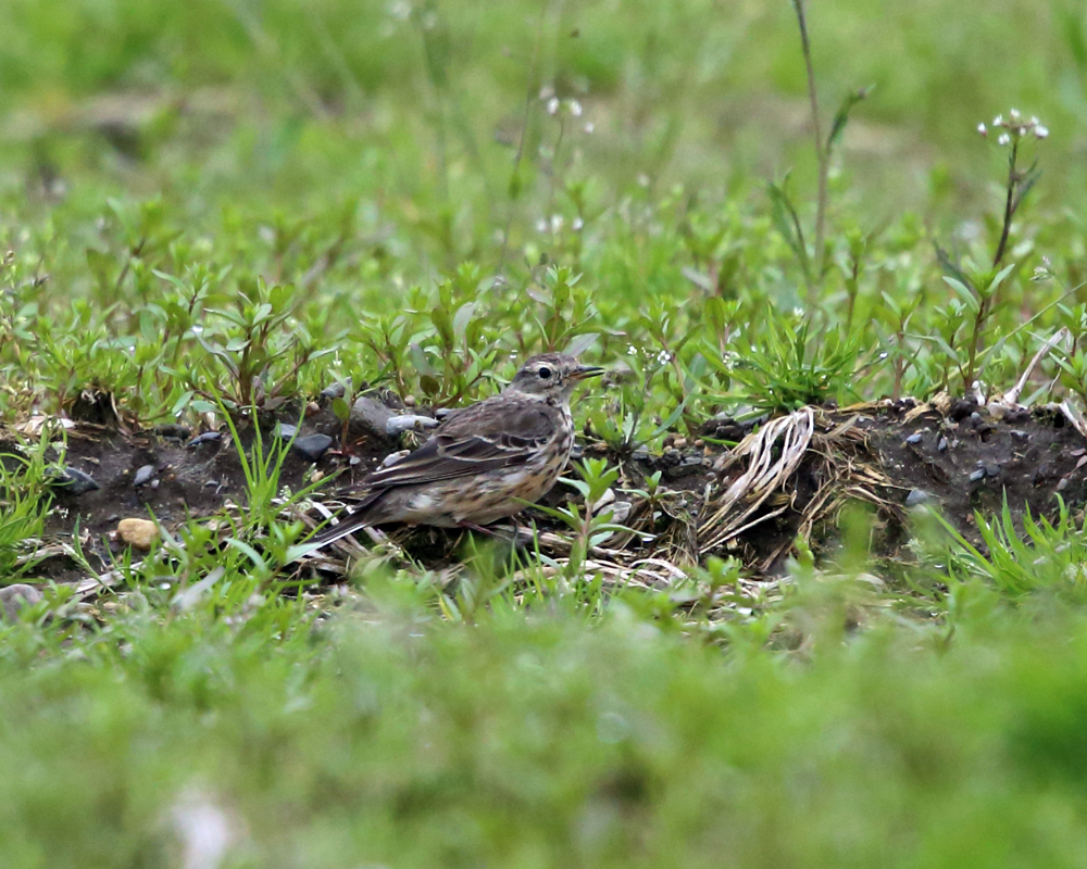 American Pipit - Anthus rubescens