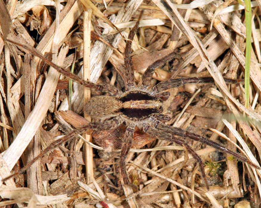 Gladicosa gulosa