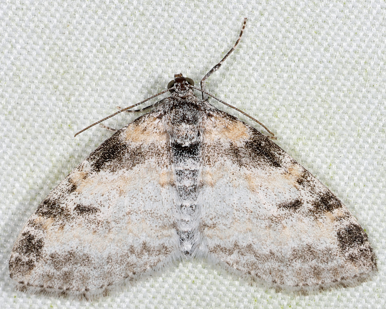 7640 - Powdered Bigwing - Lobophora nivigerata