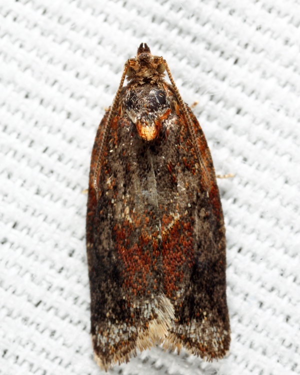 Argyrotaenia sp.