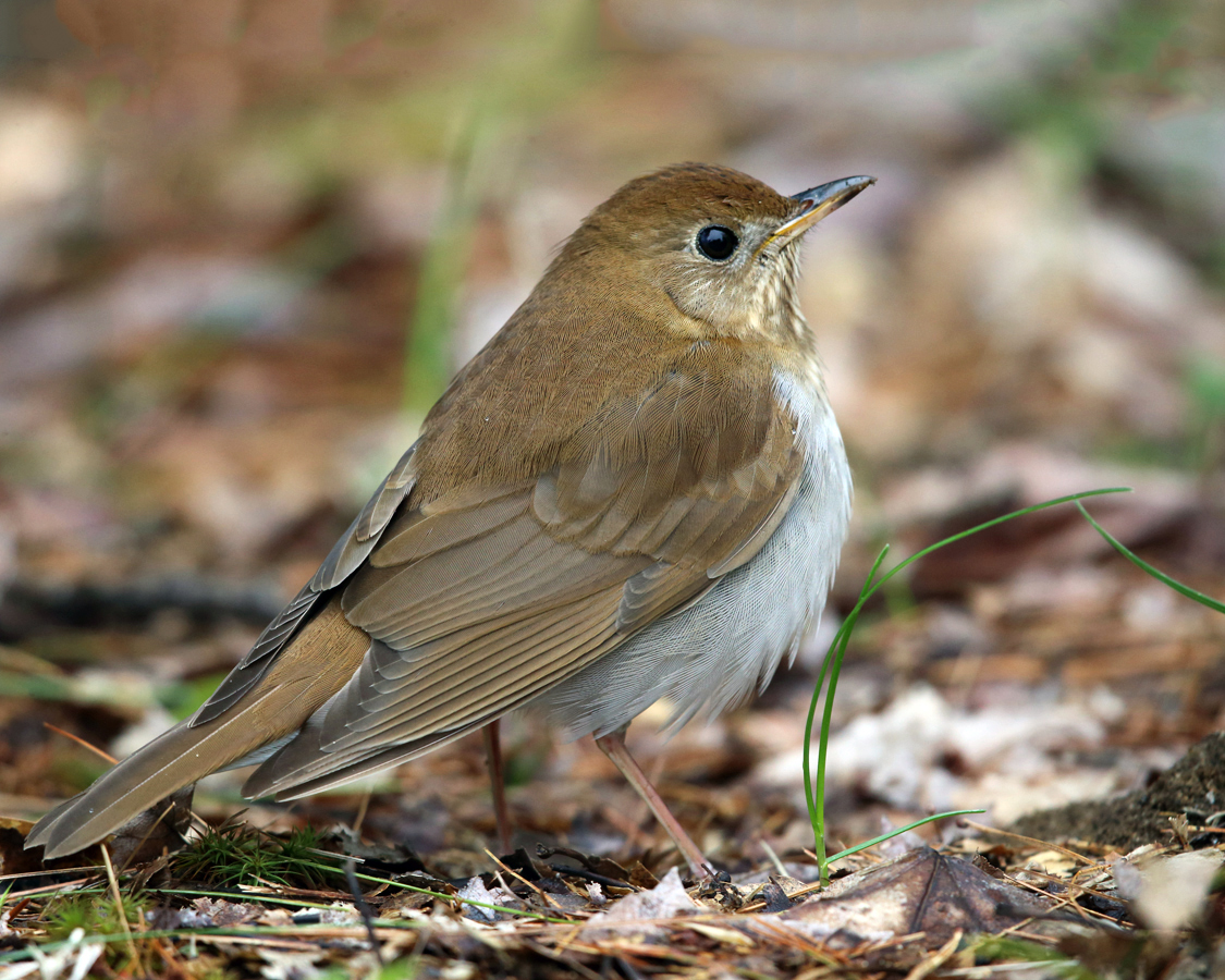 Veery - Catharus fuscescens