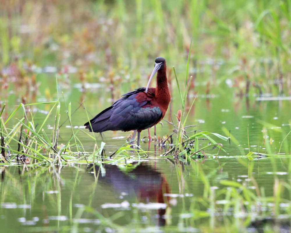 Glossy Ibis - Plegadis falcinellus