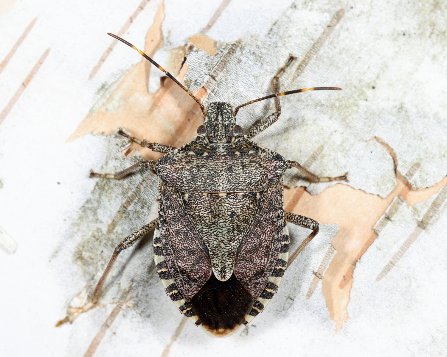 Brown Marmorated Stink Bug - Halyomorpha halys