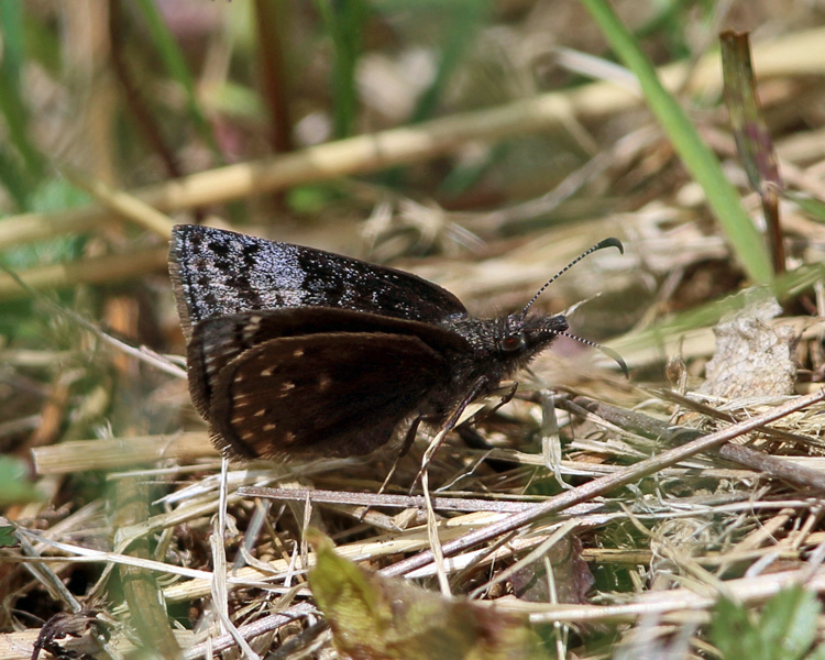 Dreamy Duskywing - Erynnis icelus