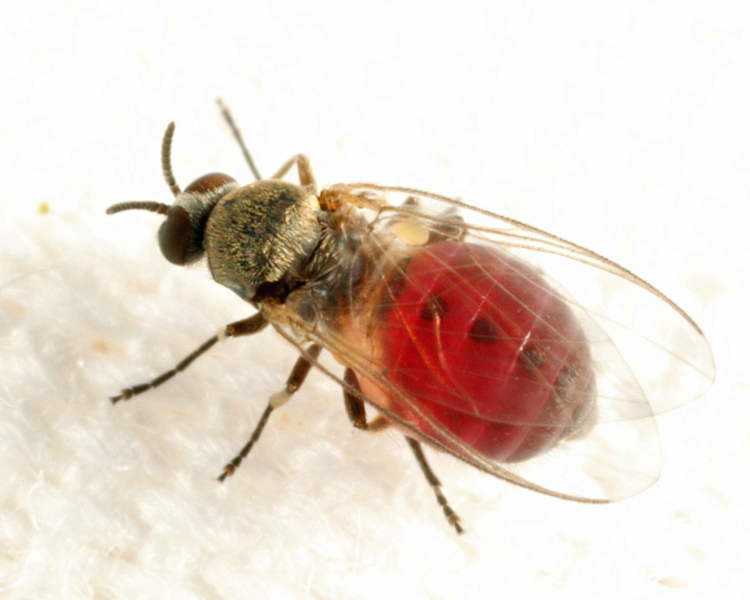 Simulium sp.
