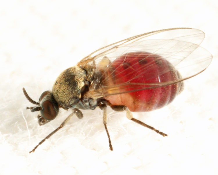 Simulium sp.