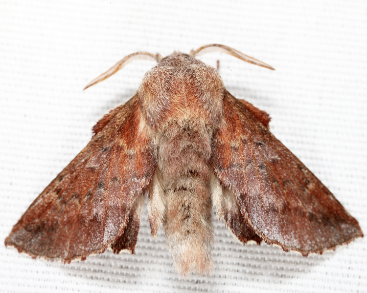 7687 - American Lappet Moth - Phyllodesma americana