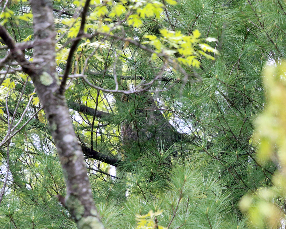 Great Horned Owl - Bubo virginianus