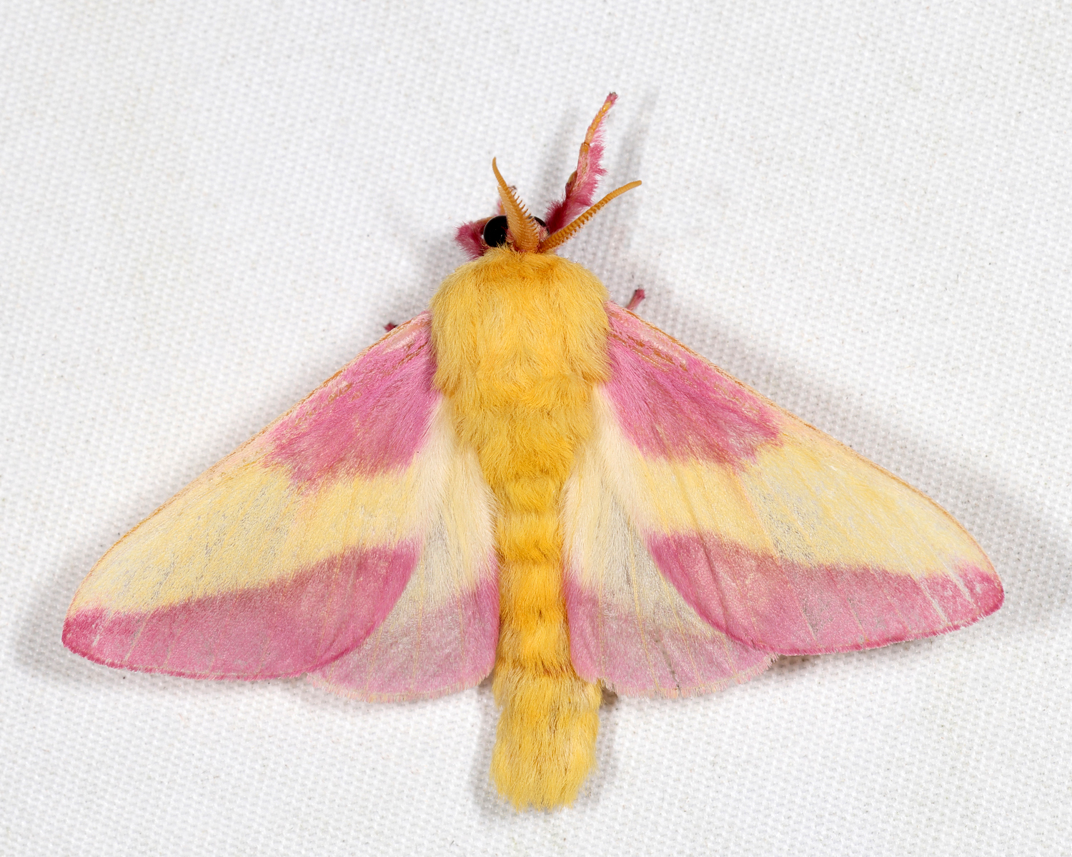 7715 - Rosy Maple Moth - Dryocampa rubicunda