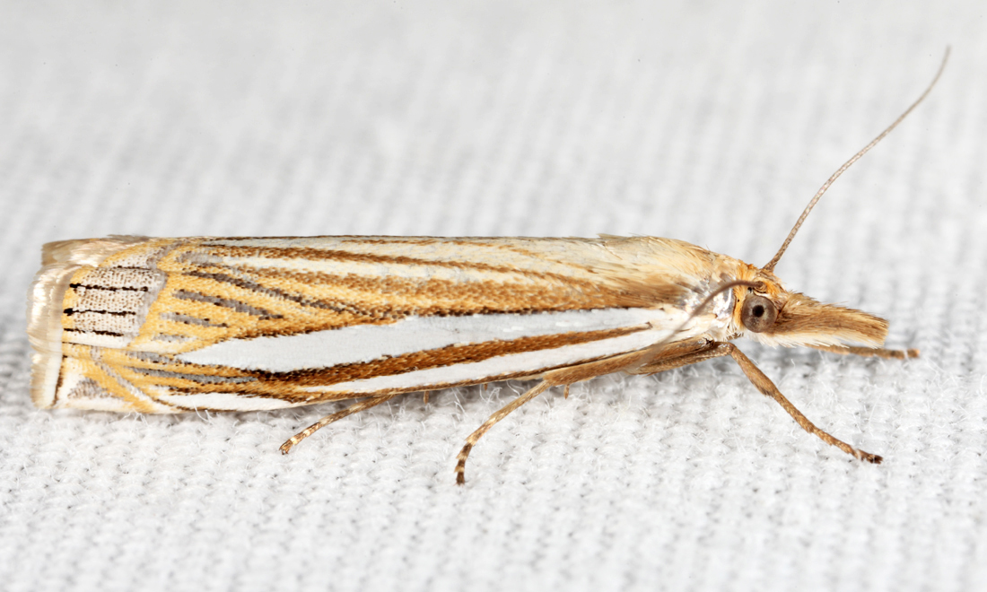 5378 - Eastern Grass-veneer - Crambus laqueatellus