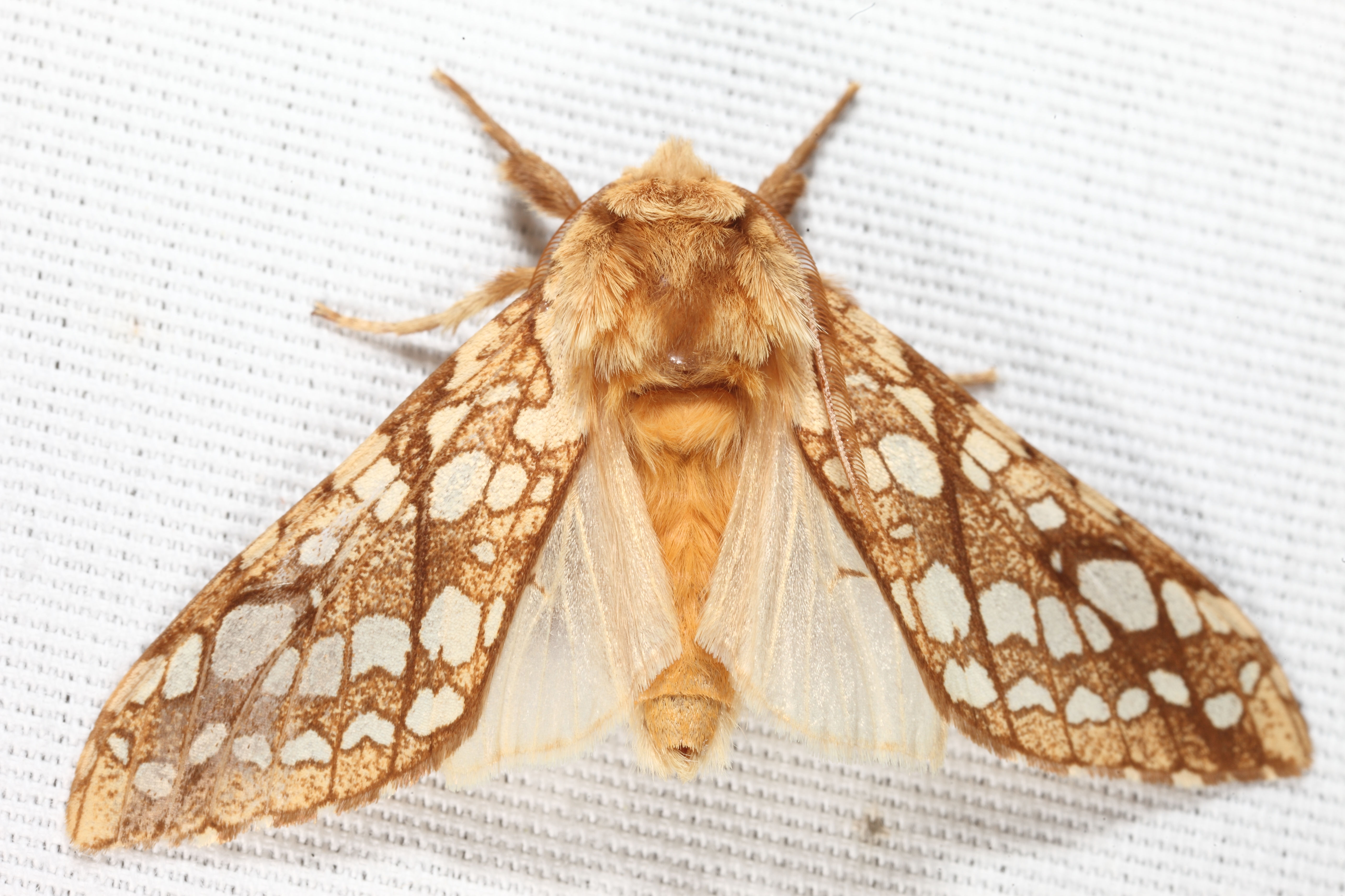 8211 - Hickory Tussock Moth - Lophocampa caryae