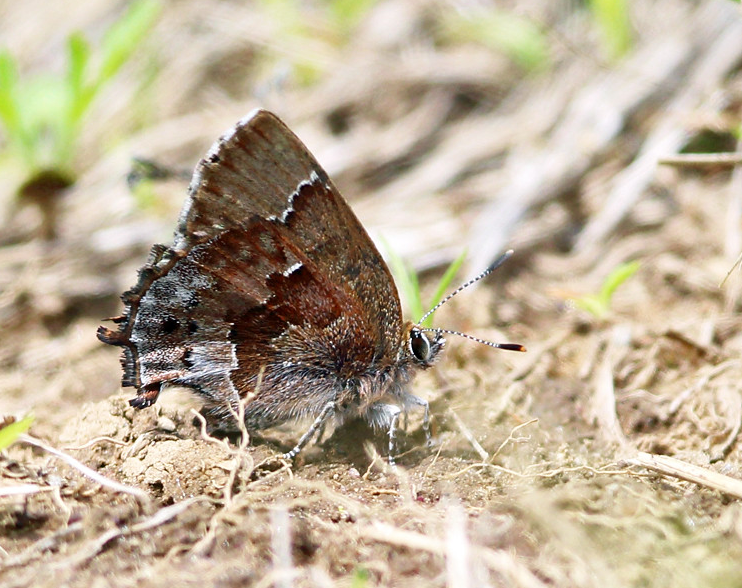 Frosted Elfin - Callophrys irus