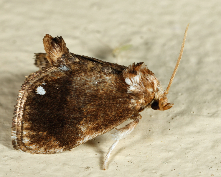 4658 - Packardia albipunctata