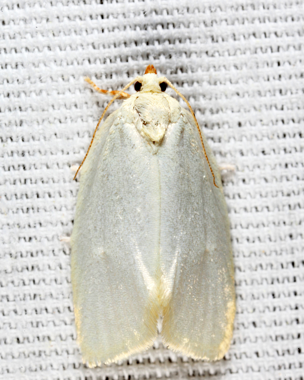 3624 - White-spotted Leafroller - Argyrotaenia alisellana