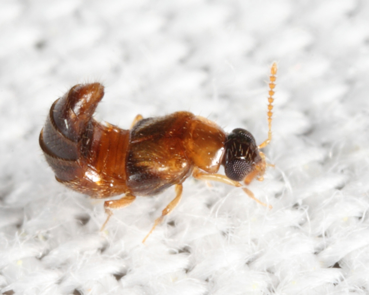 Phanerota fasciata