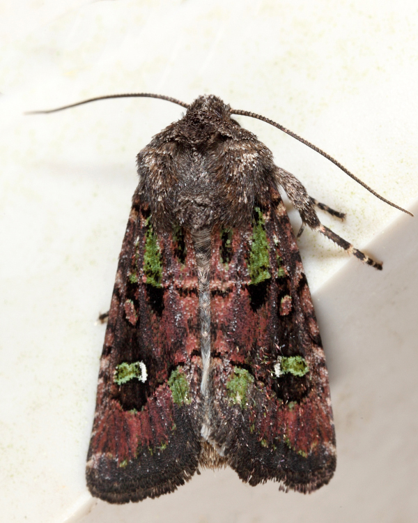 10397 - Bristly Cutworm - Lacinipolia renigera