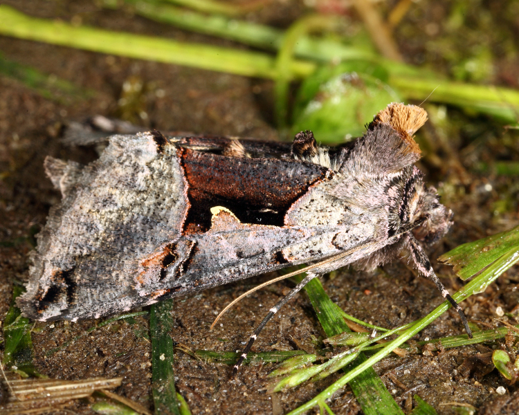 8923 - Large Looper - Autographa ampla