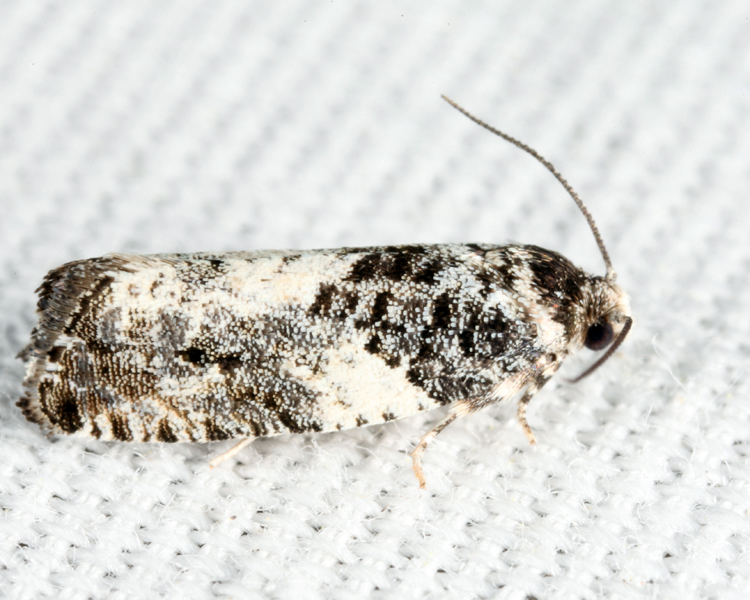 3229 -  Gypsonoma adjuncta