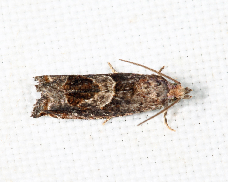 3218.1 - Hebrew Sonia - Sonia paraplesiana