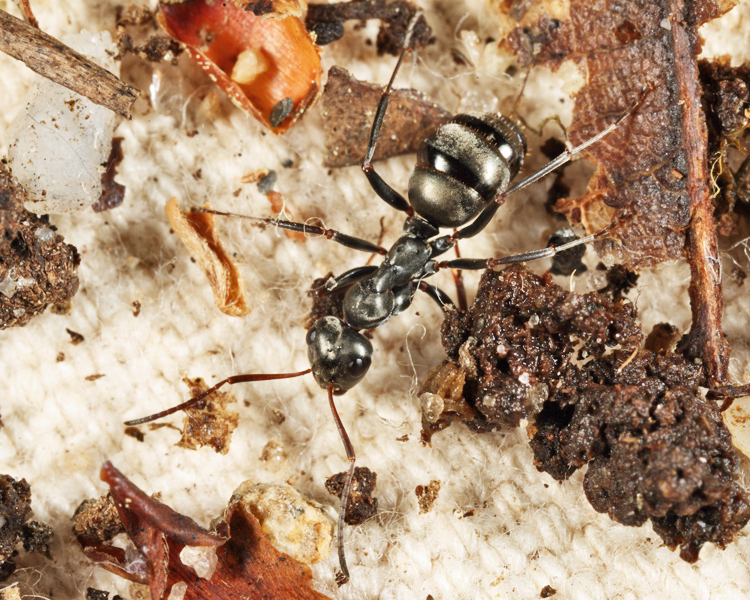 Eastern Black Carpenter Ant - Camponotus pennsylvanicus
