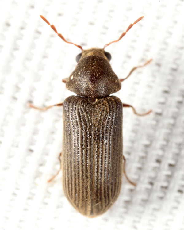 Oligomerus sp.