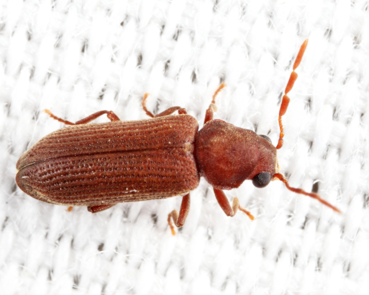 Eastern Deathwatch Beetle - Hemicoelus carinatus