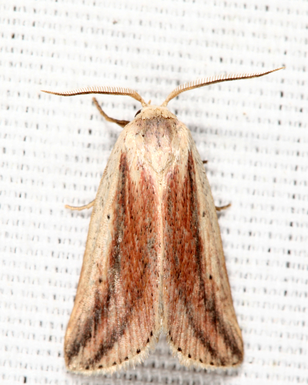 9818 - Feeble Grass Moth - Amolita fessa