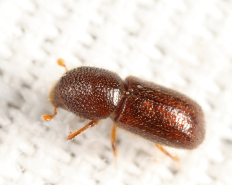 Xyleborus seriatus