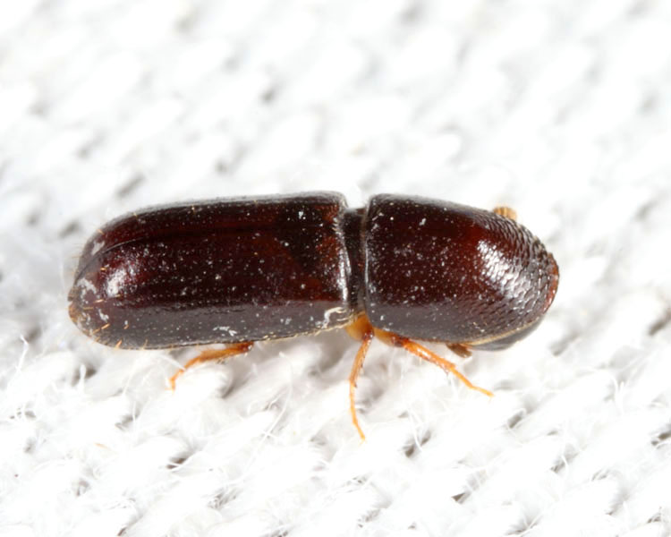 Gnathotrichus materiarius