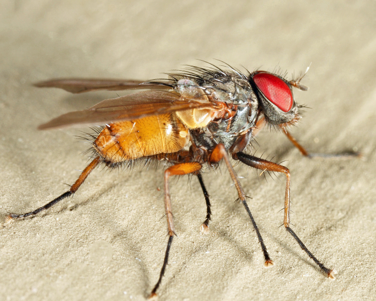 Opsodexia bicolor