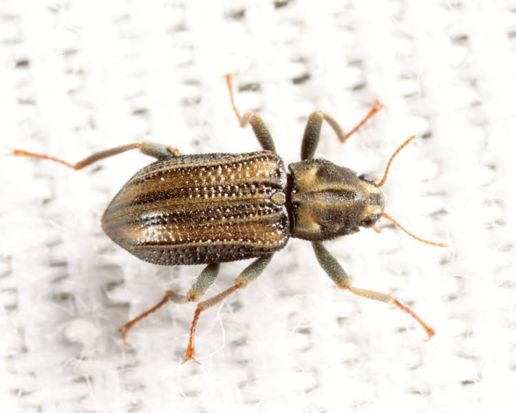 Stenelmis crenata