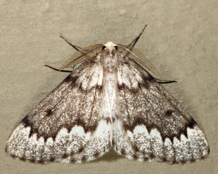 6906 - False Hemlock Looper - Nepytia canosaria