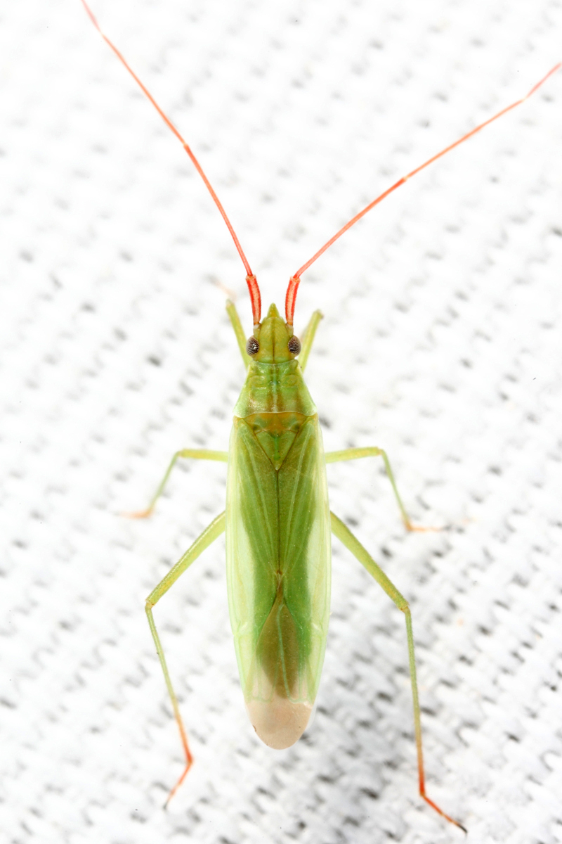Rice Leaf Bug - Trigonotylus caelestialium