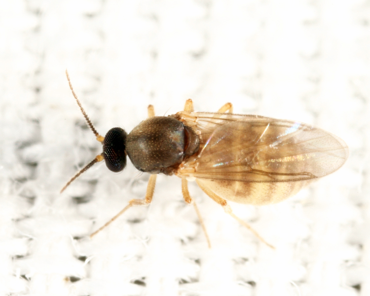 Atrichopogon sp.