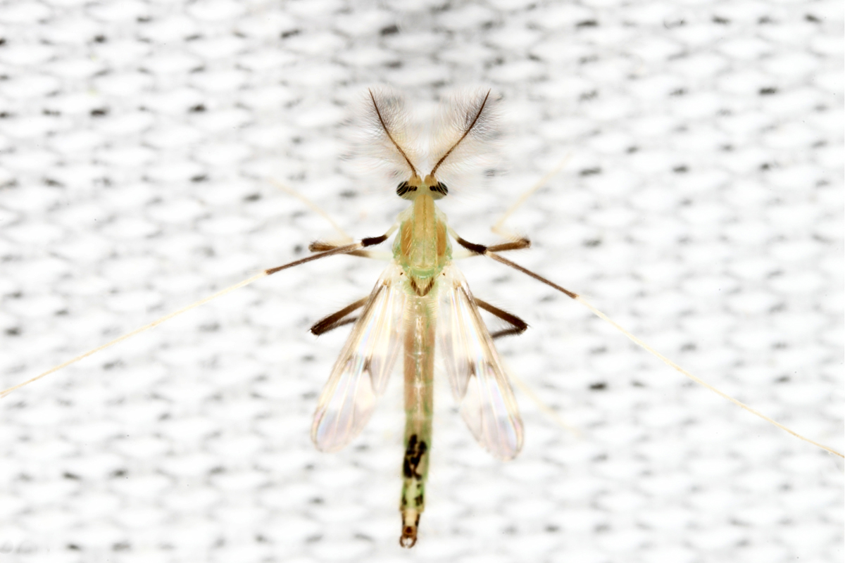 Stenochironomus hilaris
