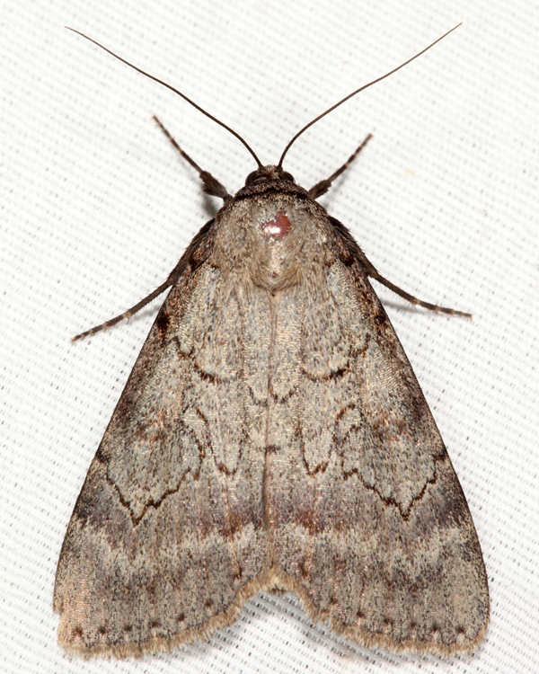 8779 - Serene Underwing - Catocala serena