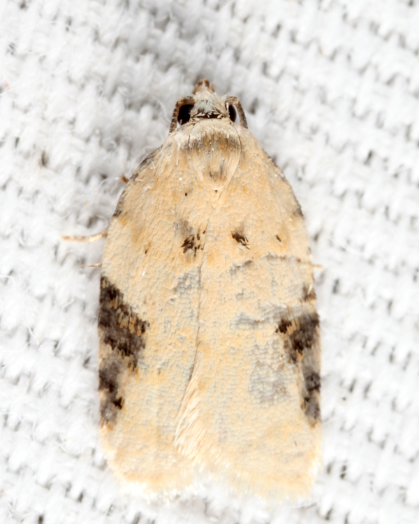 3524 - Acleris simpliciana