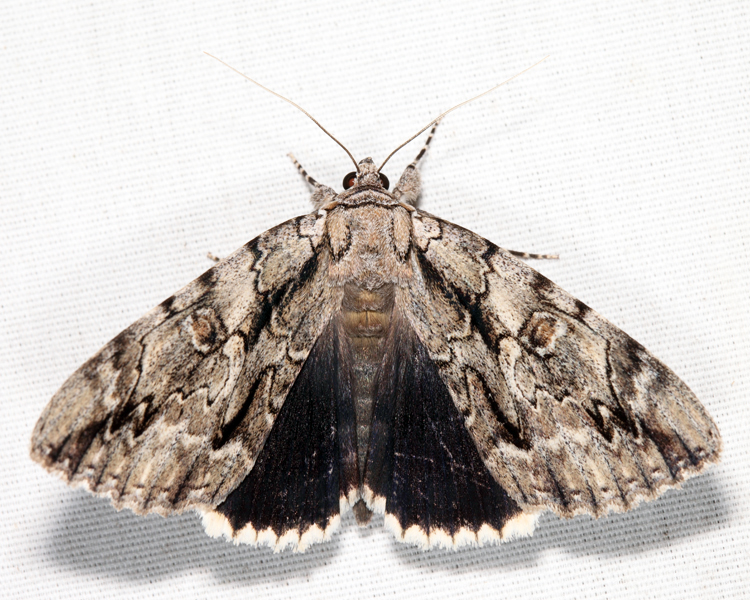 8788  Yellow-gray Underwing  Catocala retecta