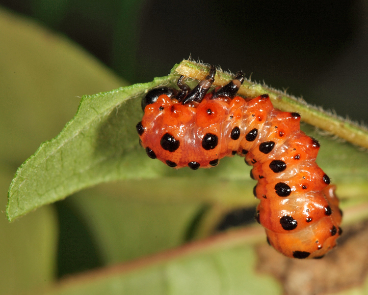 Arge coccinea