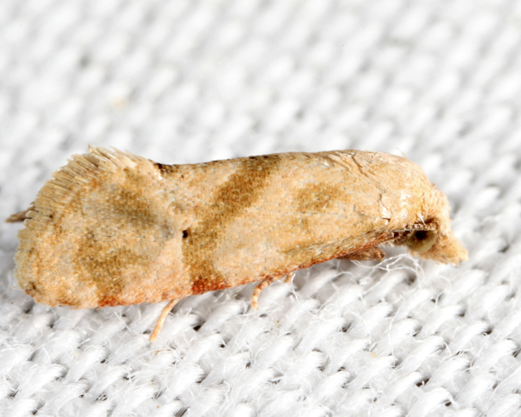 3833.1 - Platphalonidia magdalenae