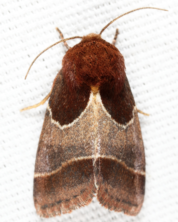 11128 - Arcigera Flower Moth - Schinia arcigera