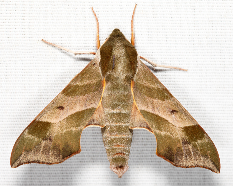 7885 - Virginia Creeper Sphinx - Darapsa myron