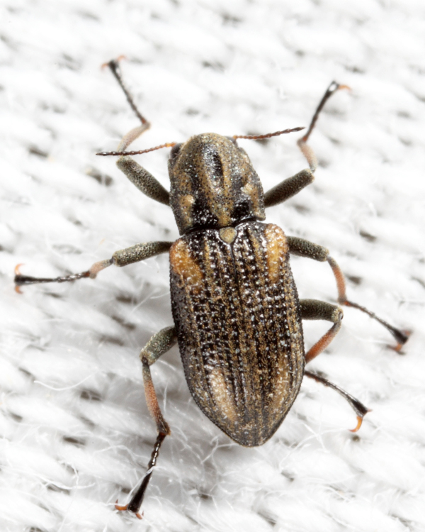 Stenelmis sp.