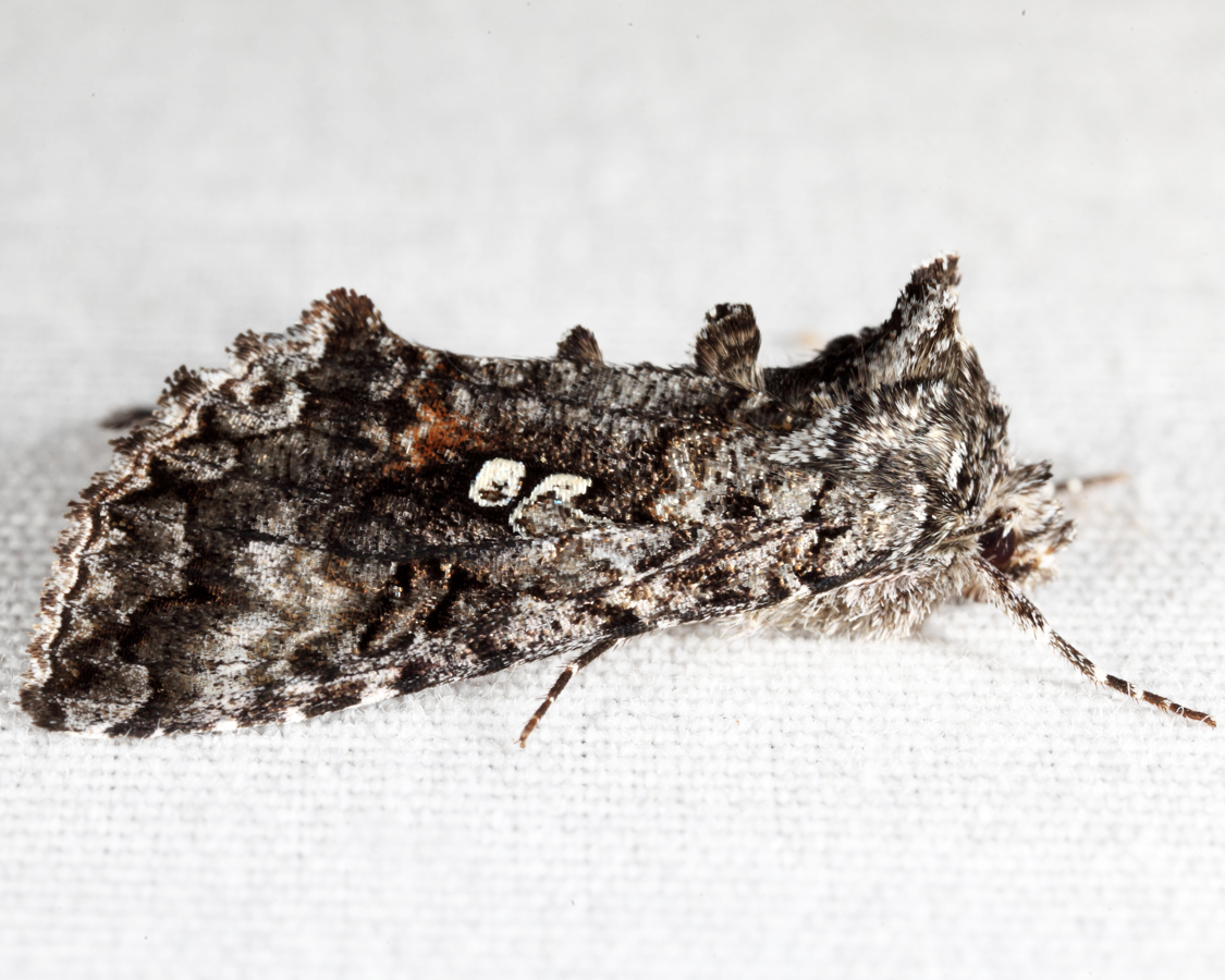 8926 - Dusky Silver Y - Syngrapha octoscripta