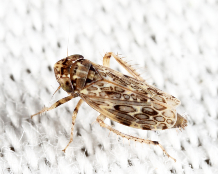 Polyamia obtecta