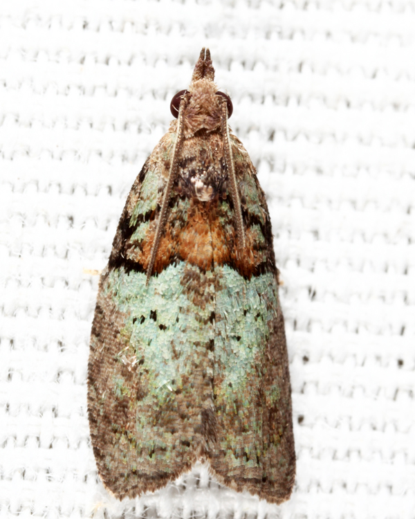 3286 - Raspberry Leaf-roller - Epinotia medioviridana