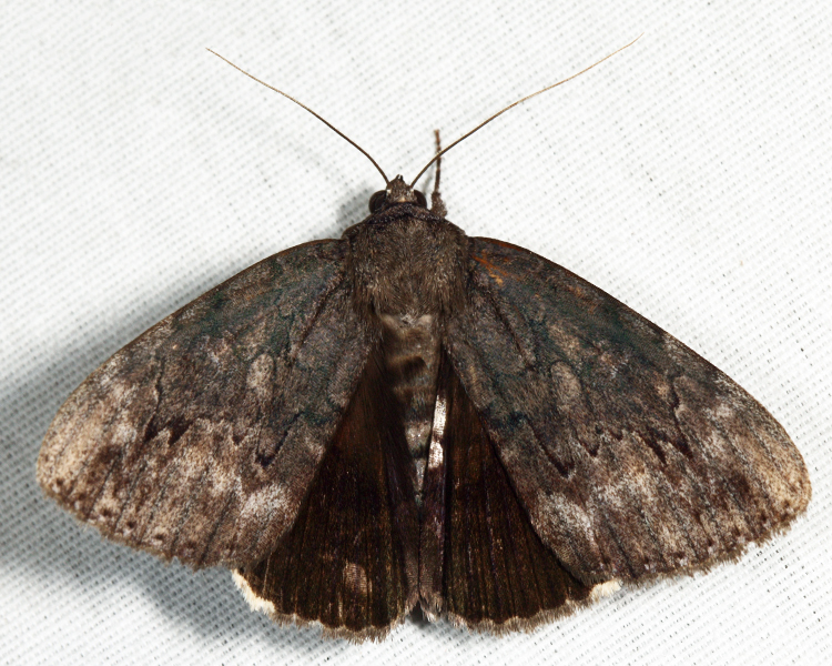 8785 - Residua Underwing - Catocala residua