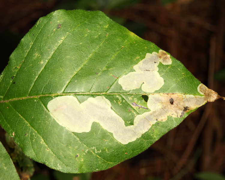 0822 - Poison ivy leaf mine - Cameraria guttifinitella