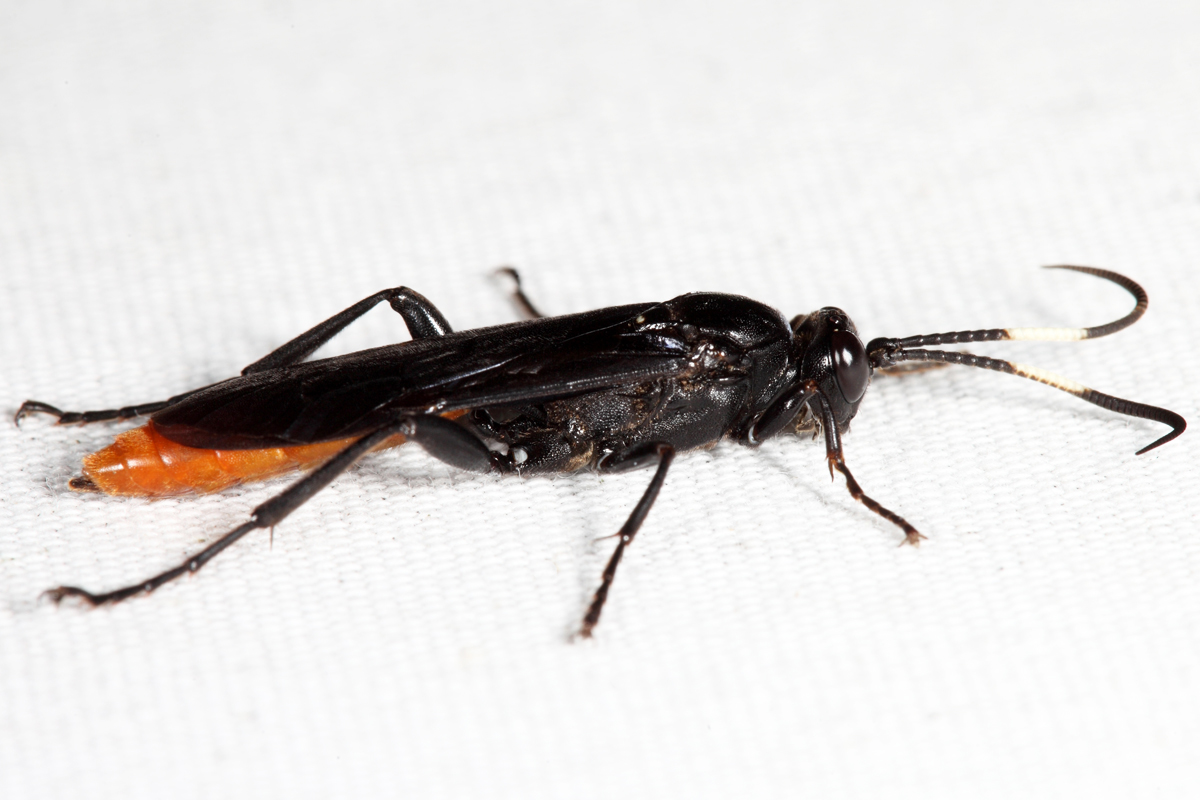 Protichneumon sp.