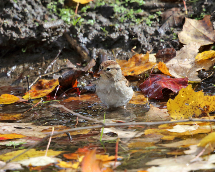 Chipping Sparrow - Spizella passerina